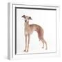 Italian Greyhound-null-Framed Photographic Print