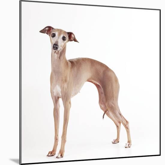 Italian Greyhound-null-Mounted Photographic Print