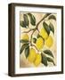 Italian Harvest, Lemons-Doris Allison-Framed Giclee Print