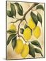 Italian Harvest, Lemons-Doris Allison-Mounted Giclee Print