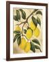 Italian Harvest, Lemons-Doris Allison-Framed Giclee Print