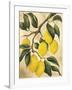 Italian Harvest, Lemons-Doris Allison-Framed Giclee Print