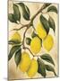 Italian Harvest, Lemons-Doris Allison-Mounted Giclee Print