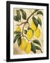 Italian Harvest, Lemons-Doris Allison-Framed Giclee Print