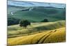 Italian Hills-Nancy Crowell-Mounted Photographic Print