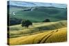 Italian Hills-Nancy Crowell-Stretched Canvas