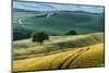 Italian Hills-Nancy Crowell-Mounted Photographic Print