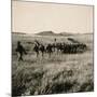 Italian Infantry Unit on Mekele Plain-null-Mounted Giclee Print