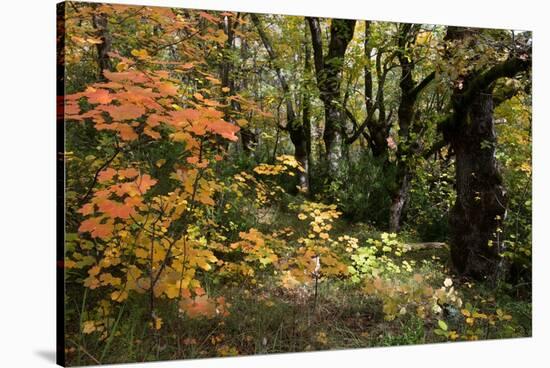 Italian maple in autumn colours, Auvergne-Rhone-Alpes, France-Jean E. Roche-Stretched Canvas