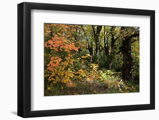 Italian maple in autumn colours, Auvergne-Rhone-Alpes, France-Jean E. Roche-Framed Photographic Print