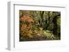 Italian maple in autumn colours, Auvergne-Rhone-Alpes, France-Jean E. Roche-Framed Photographic Print