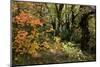 Italian maple in autumn colours, Auvergne-Rhone-Alpes, France-Jean E. Roche-Mounted Photographic Print