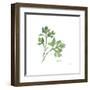 Italian Parsley V2-Chris Paschke-Framed Art Print