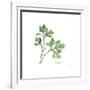 Italian Parsley V2-Chris Paschke-Framed Art Print