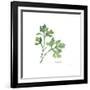 Italian Parsley V2-Chris Paschke-Framed Art Print