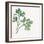 Italian Parsley-Chris Paschke-Framed Art Print