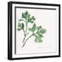 Italian Parsley-Chris Paschke-Framed Art Print