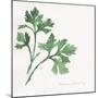 Italian Parsley-Chris Paschke-Mounted Art Print