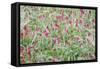 Italian Sainfoin (Hedysarum Coronarium) Flowering in Meadow, San Marino, May 2009-Möllers-Framed Stretched Canvas