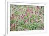 Italian Sainfoin (Hedysarum Coronarium) Flowering in Meadow, San Marino, May 2009-Möllers-Framed Photographic Print