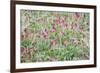 Italian Sainfoin (Hedysarum Coronarium) Flowering in Meadow, San Marino, May 2009-Möllers-Framed Photographic Print