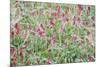 Italian Sainfoin (Hedysarum Coronarium) Flowering in Meadow, San Marino, May 2009-Möllers-Mounted Photographic Print