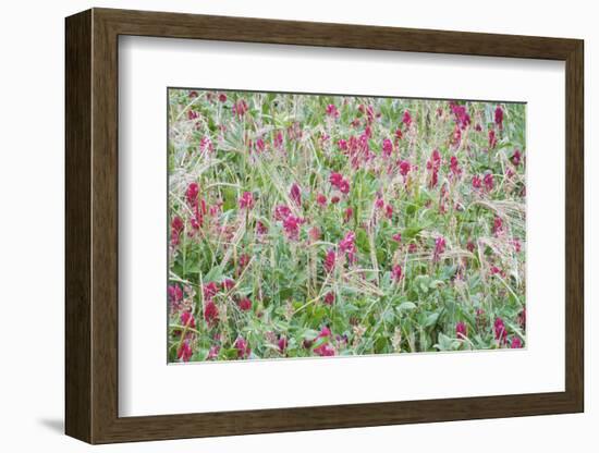 Italian Sainfoin (Hedysarum Coronarium) Flowering in Meadow, San Marino, May 2009-Möllers-Framed Photographic Print