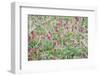 Italian Sainfoin (Hedysarum Coronarium) Flowering in Meadow, San Marino, May 2009-Möllers-Framed Photographic Print