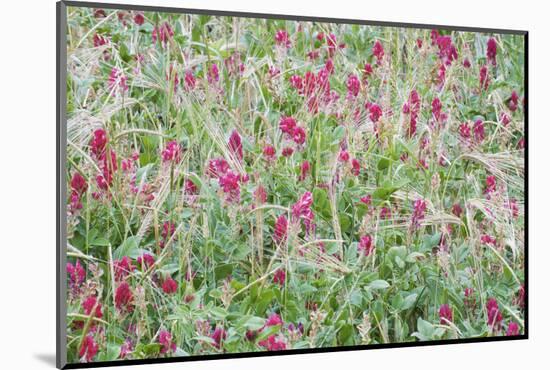 Italian Sainfoin (Hedysarum Coronarium) Flowering in Meadow, San Marino, May 2009-Möllers-Mounted Photographic Print