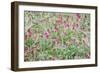 Italian Sainfoin (Hedysarum Coronarium) Flowering in Meadow, San Marino, May 2009-Möllers-Framed Photographic Print