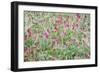 Italian Sainfoin (Hedysarum Coronarium) Flowering in Meadow, San Marino, May 2009-Möllers-Framed Photographic Print