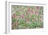 Italian Sainfoin (Hedysarum Coronarium) Flowering in Meadow, San Marino, May 2009-Möllers-Framed Photographic Print