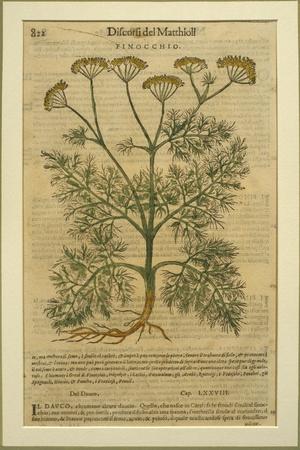 Fennel, a Botanical Plate from the 'Discorsi' by Pietro Andrea Mattioli
