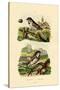 Italian Sparrow, 1833-39-null-Stretched Canvas