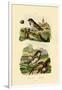 Italian Sparrow, 1833-39-null-Framed Giclee Print