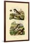 Italian Sparrow, 1833-39-null-Framed Giclee Print