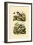 Italian Sparrow, 1833-39-null-Framed Giclee Print