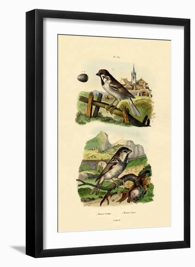 Italian Sparrow, 1833-39-null-Framed Giclee Print