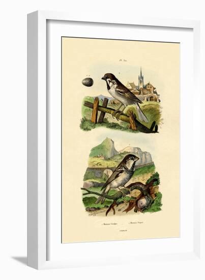 Italian Sparrow, 1833-39-null-Framed Giclee Print