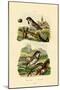 Italian Sparrow, 1833-39-null-Mounted Giclee Print