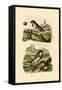 Italian Sparrow, 1833-39-null-Framed Stretched Canvas