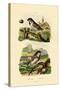 Italian Sparrow, 1833-39-null-Stretched Canvas