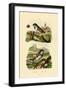 Italian Sparrow, 1833-39-null-Framed Premium Giclee Print