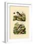 Italian Sparrow, 1833-39-null-Framed Premium Giclee Print