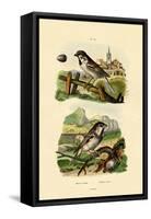 Italian Sparrow, 1833-39-null-Framed Stretched Canvas