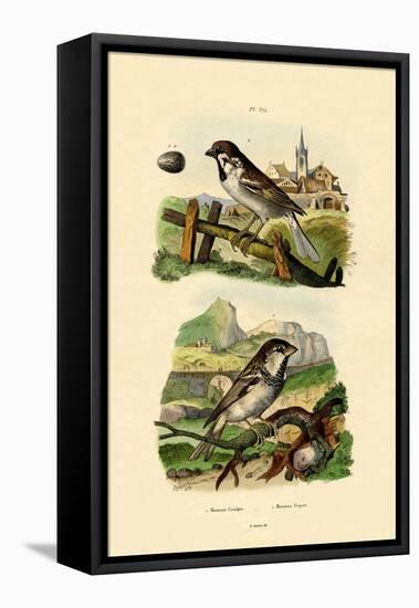 Italian Sparrow, 1833-39-null-Framed Stretched Canvas