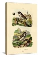 Italian Sparrow, 1833-39-null-Stretched Canvas