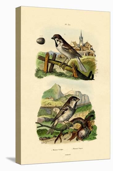 Italian Sparrow, 1833-39-null-Stretched Canvas