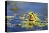 Italian Tree Frog Male in a Pond-null-Stretched Canvas