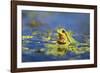 Italian Tree Frog Male in a Pond-null-Framed Photographic Print